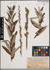 Foto von Salix cinerea L. x Salix viminalis L.